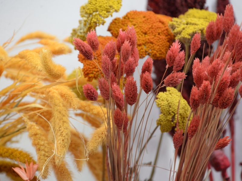 MT ETERNEL DAHLIA OUVERTURE 2